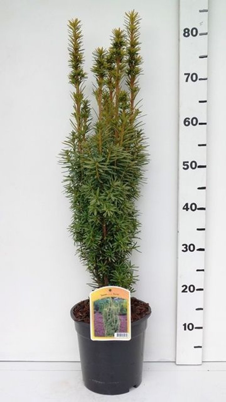 Taxus b. 'David' - C3 50-60 CM